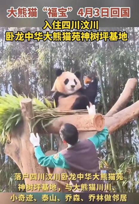 香港澳门研究生资料网站和4旅日大熊猫将回国与旅日20年熊猫将回国 视频