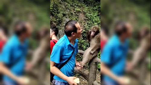 新澳门开奖记录新纪录和车钥匙逗猴被猴抢走与猴子车钥匙