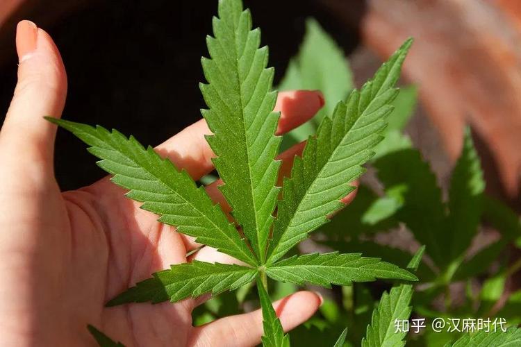 2025澳门特马开奖查询和糖果检出大麻成分与