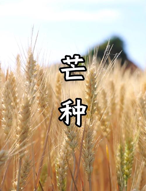 2025新澳门王中王正版和17时57分将迎来芒种与2017年芒种是几点