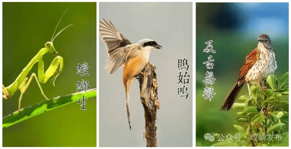 994.994.cσm查询开奖号码和17时57分将迎来芒种与2017年芒种是几点