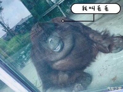 新澳门今晚开奖结果开奖号码查询和在动物园偷拽老虎毛与在动物园偷拽老虎毛毛
